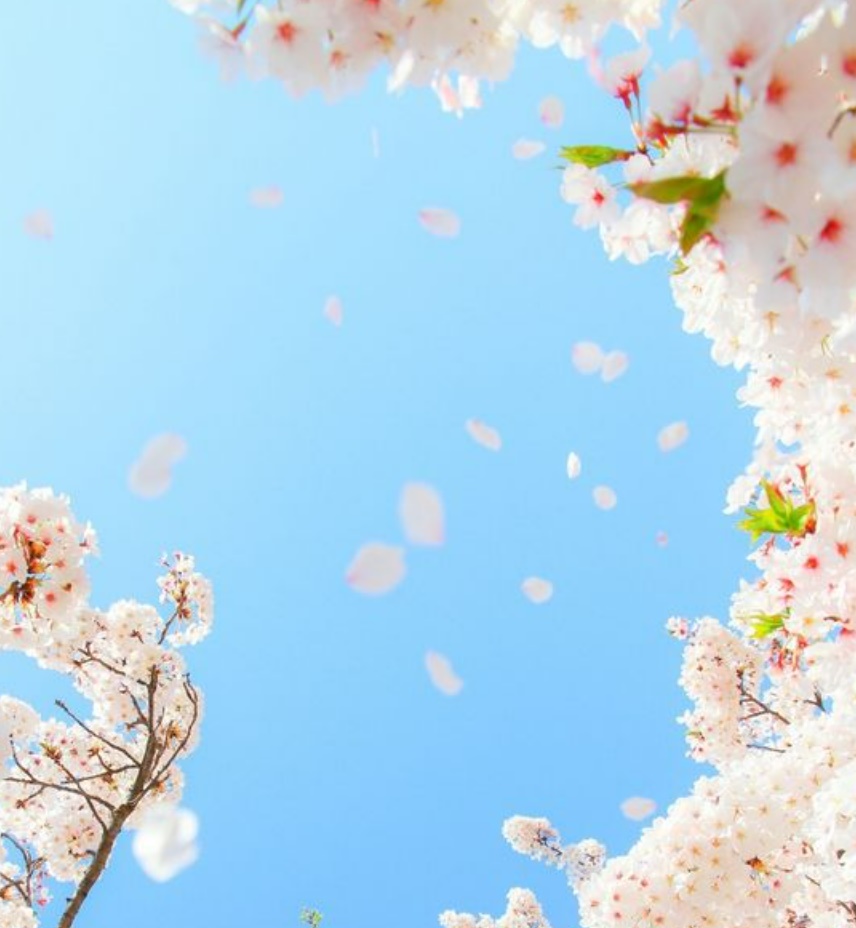 ​벚꽃 개화시기 축제
