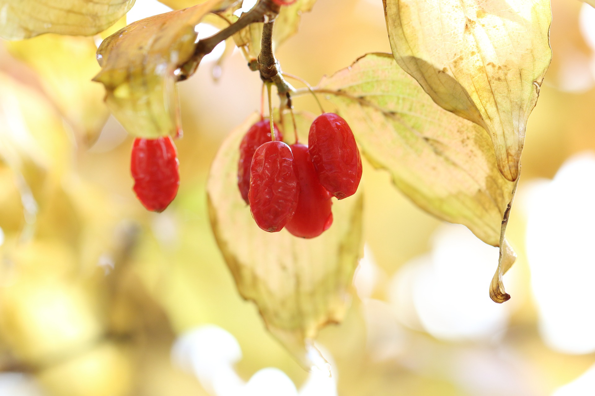  산수유의 효능과 부작용, 먹는 방법