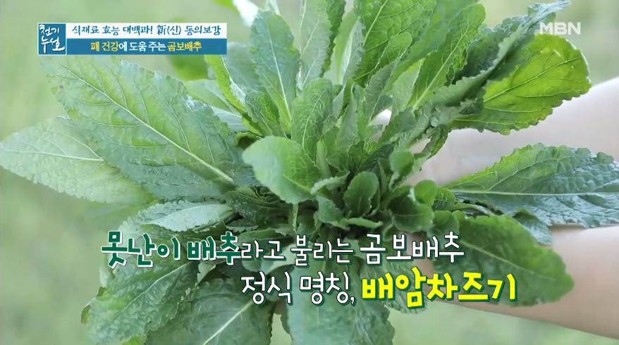  곰보배추(배암차즈기) 효능