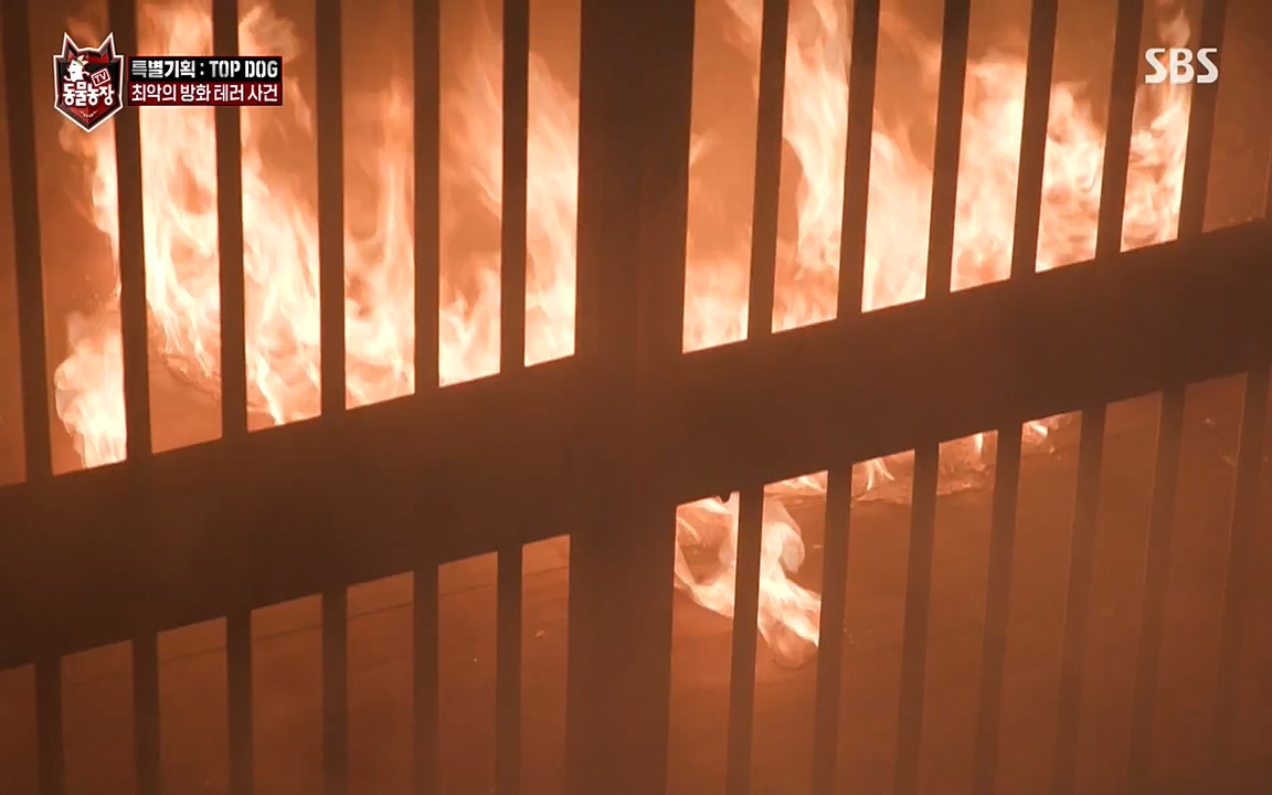 TV 동물농장.E1085.220905p-NEXT.mp4_20220904_173541.118.jpg