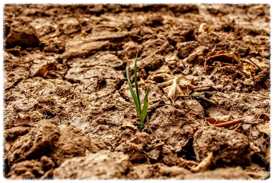 바닥이-가뭄에-메말라-있는-가운데-피어있는-식물-하나