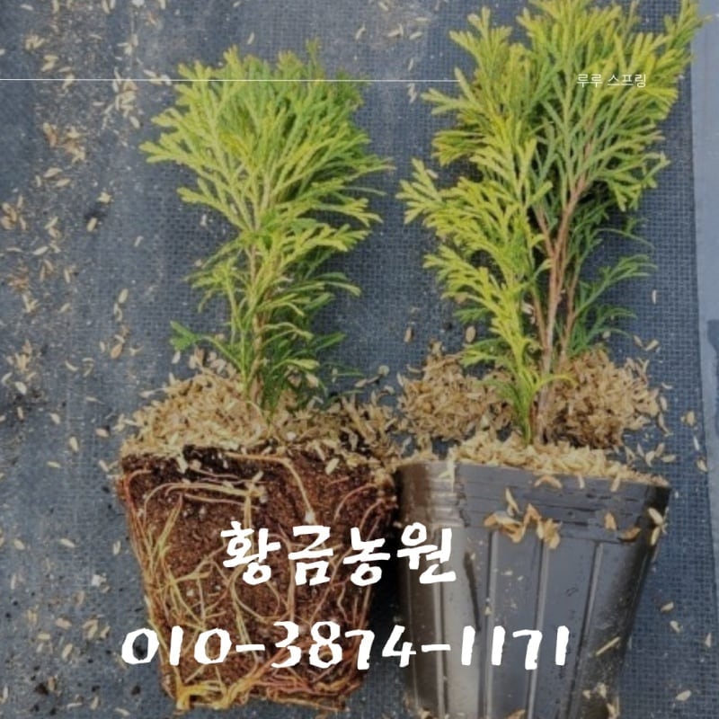 에메랄드그린 이미지