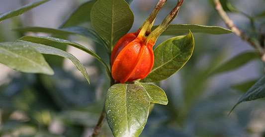 치자 효능 10가지 알아보기