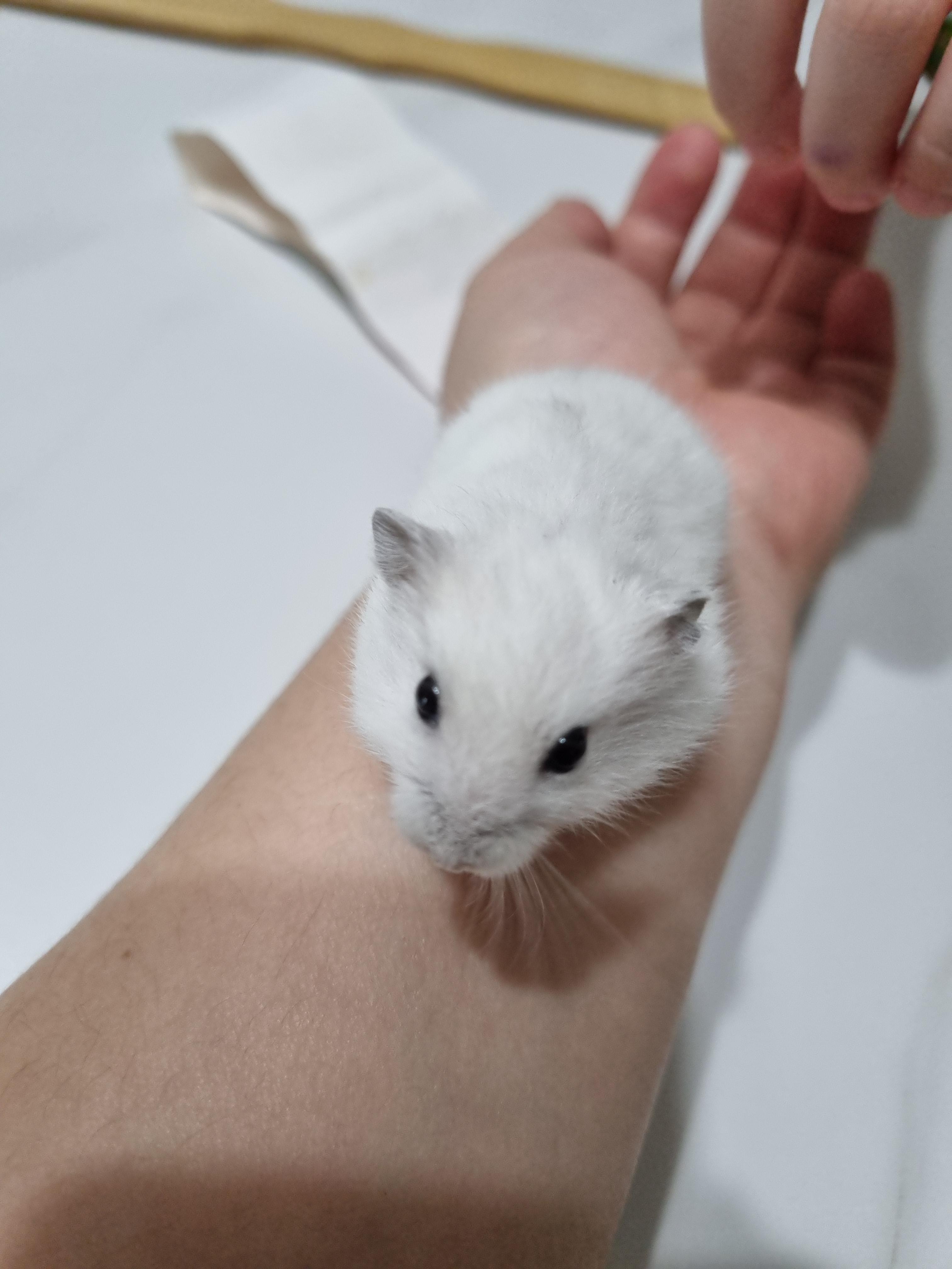  햄스터가 자기 똥을 먹어요