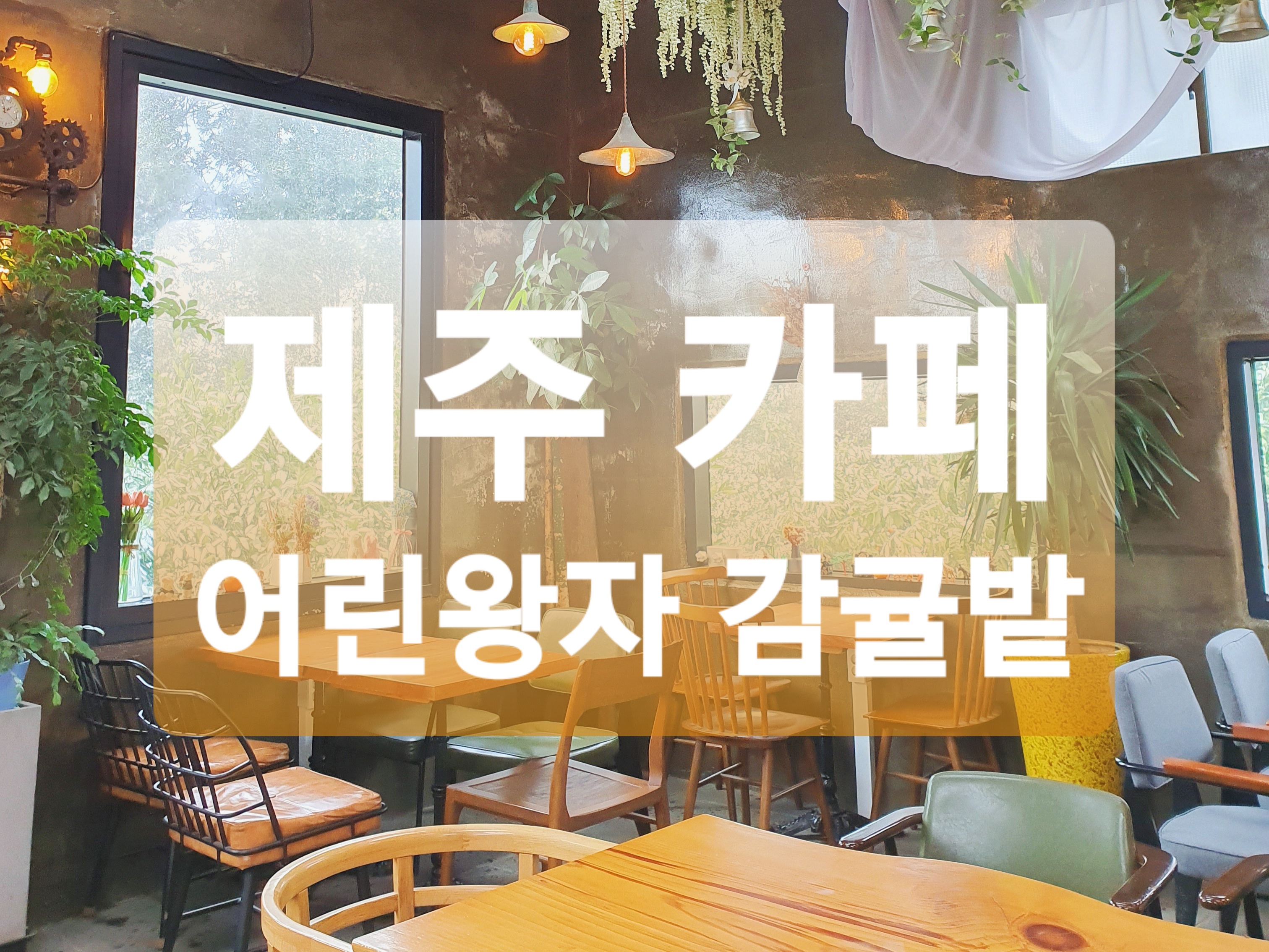  제주 카페 :: 감귤체험을 할 수 있는 어린왕자 감귤밭