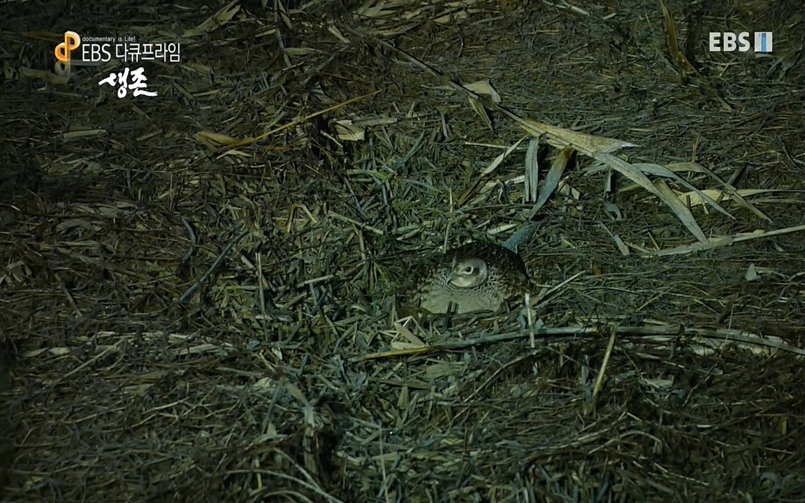 생존 3부_ EBS 다큐프라임_ 220629.avi_20220701_210556.612.jpg