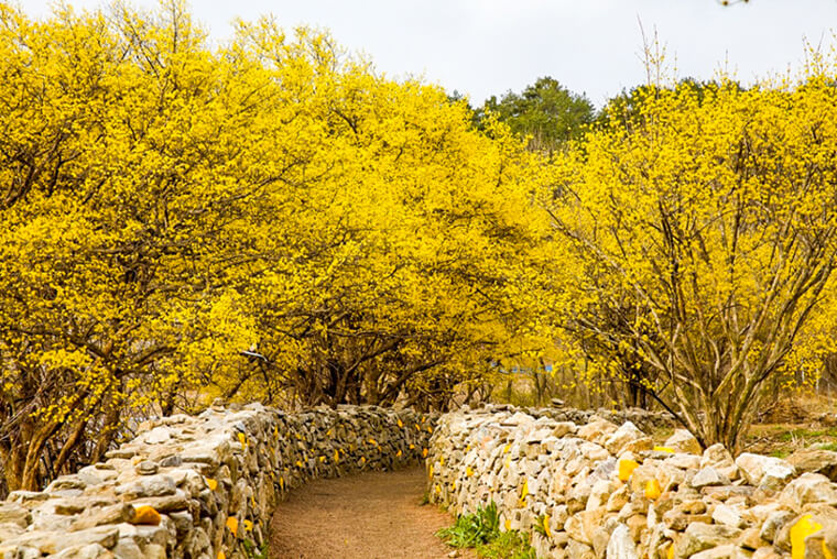 이천 산수유마을