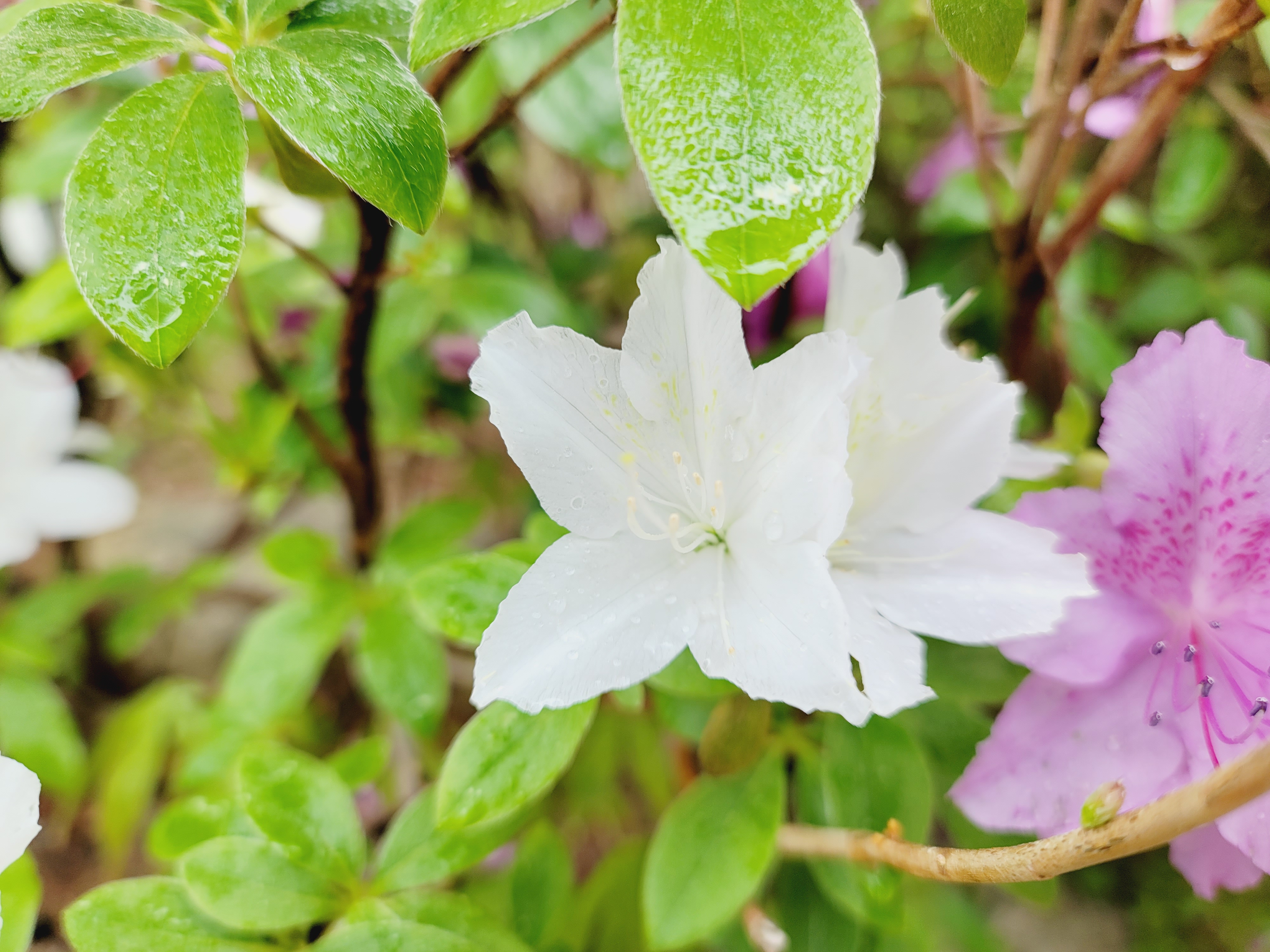 산철쭉 화단접대 55