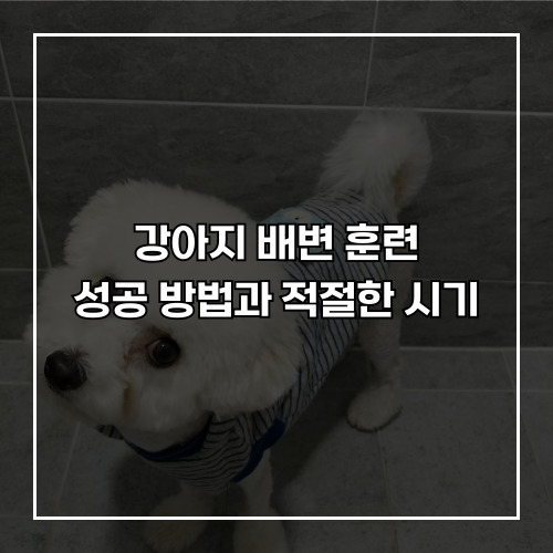 강아지 배변 훈련 성공 방법과 적절한 시기