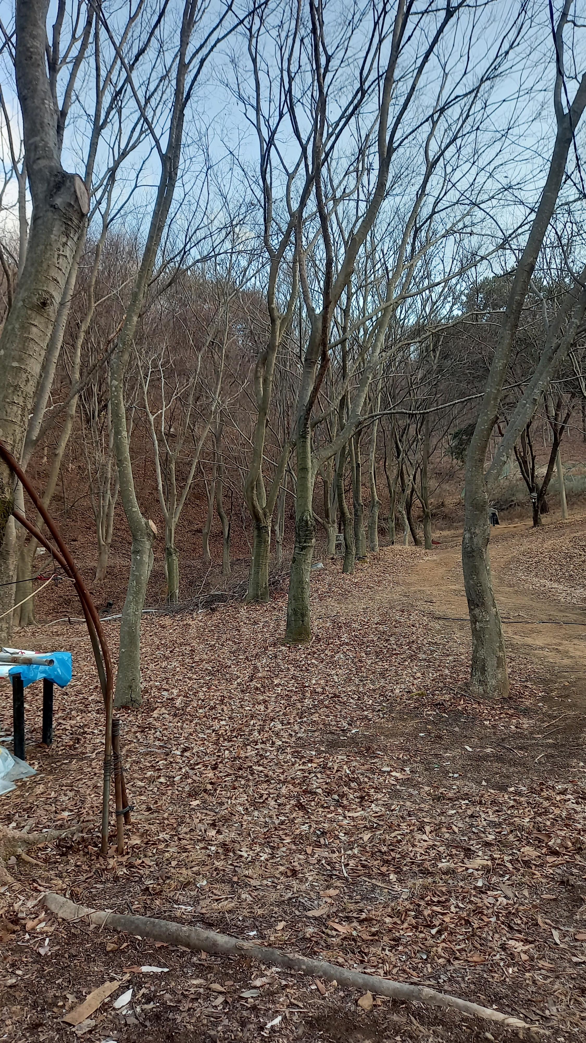 영상일기/20230216/나대자연 27