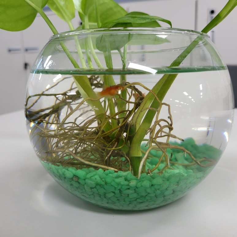 다이소화분 아이템으로 저렴한 가격에 생선, 청어 기르기(혼자 키운지 2개월 후) 10