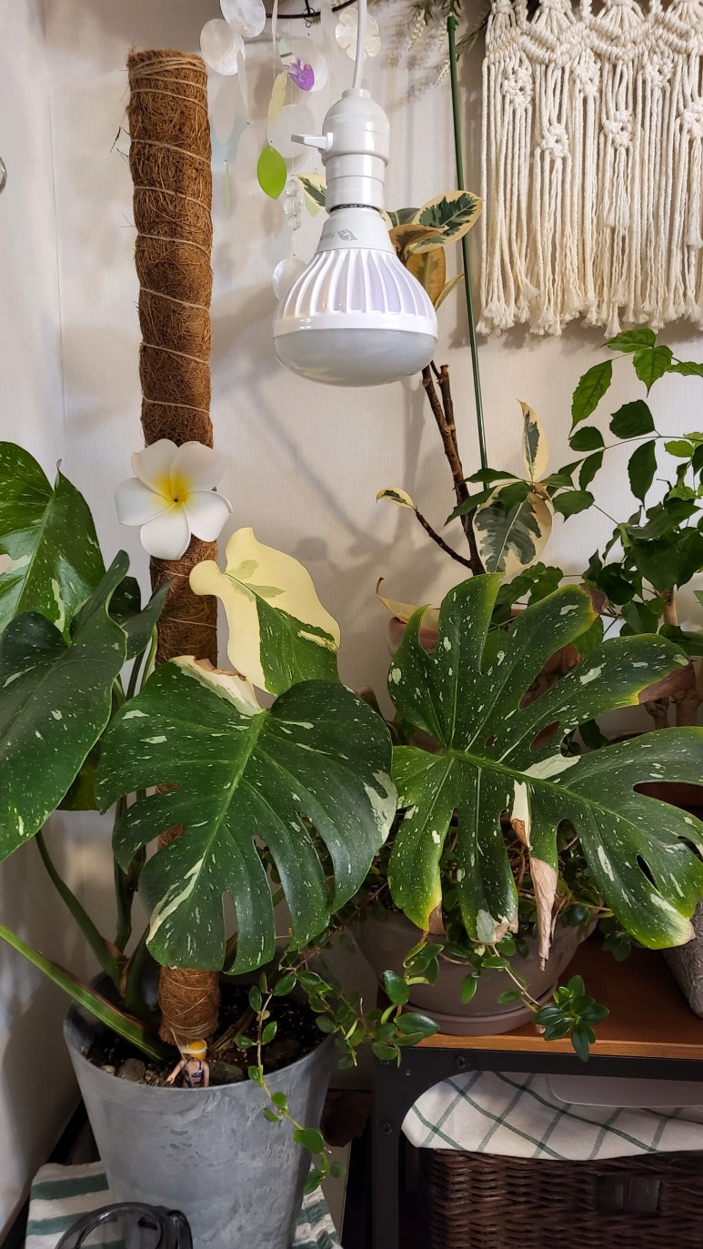 퓨처 그린 식물등으로! 24