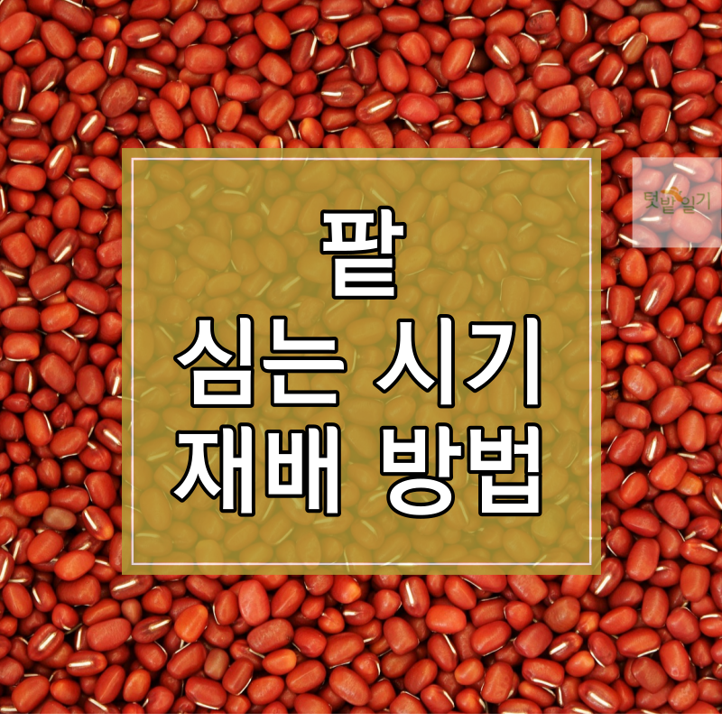 팥 심는 시기 및 재배방법 알아보기