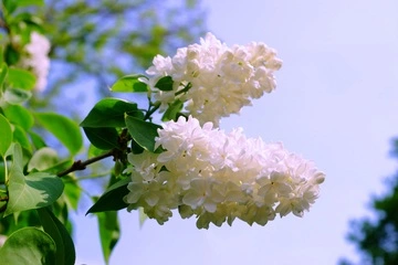 라일락 이미지