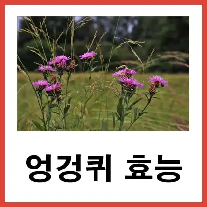 엉겅퀴-효능