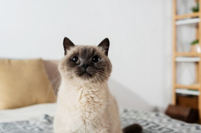 고양이