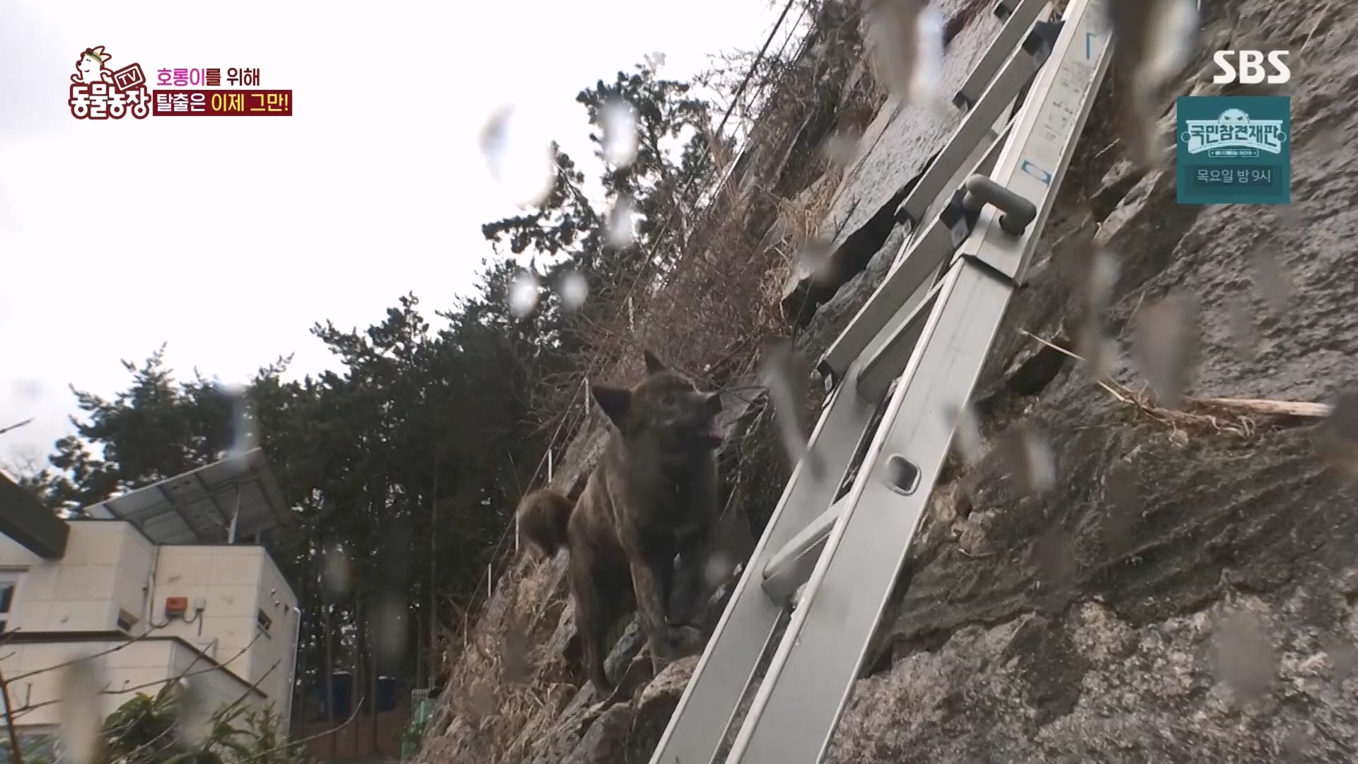 TV 동물농장.E1160.240225p.H264-F1RST.mp4_20240225_165135.061.jpg