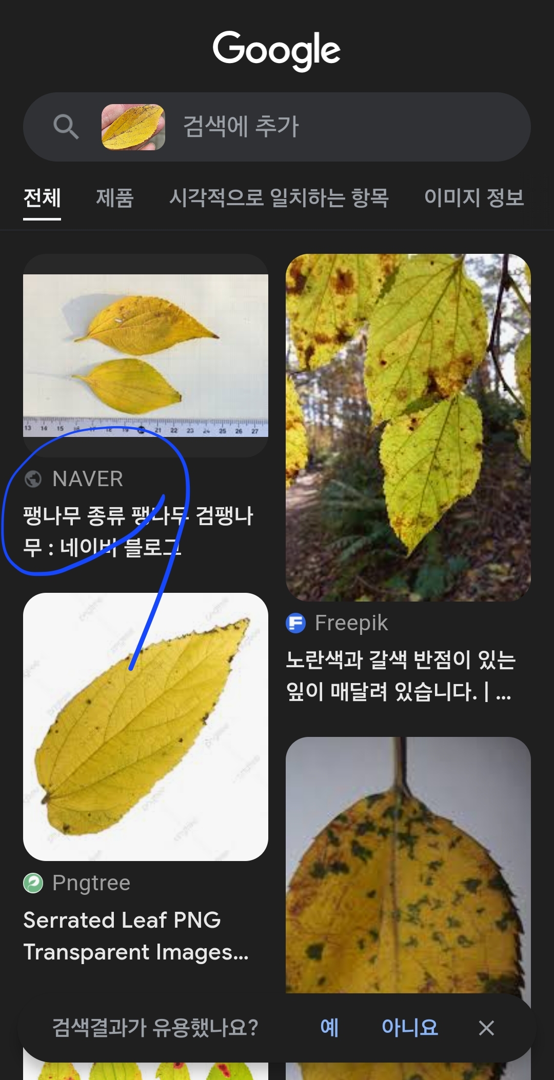 낙엽사진 구글 렌즈 검색 결과