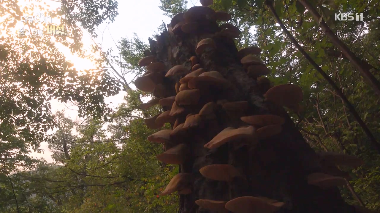 다큐 온.E227.231120p-NEXT.mp4_20231121_202058.191.jpg