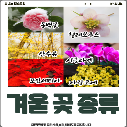 겨울-꽃-종류-사진
