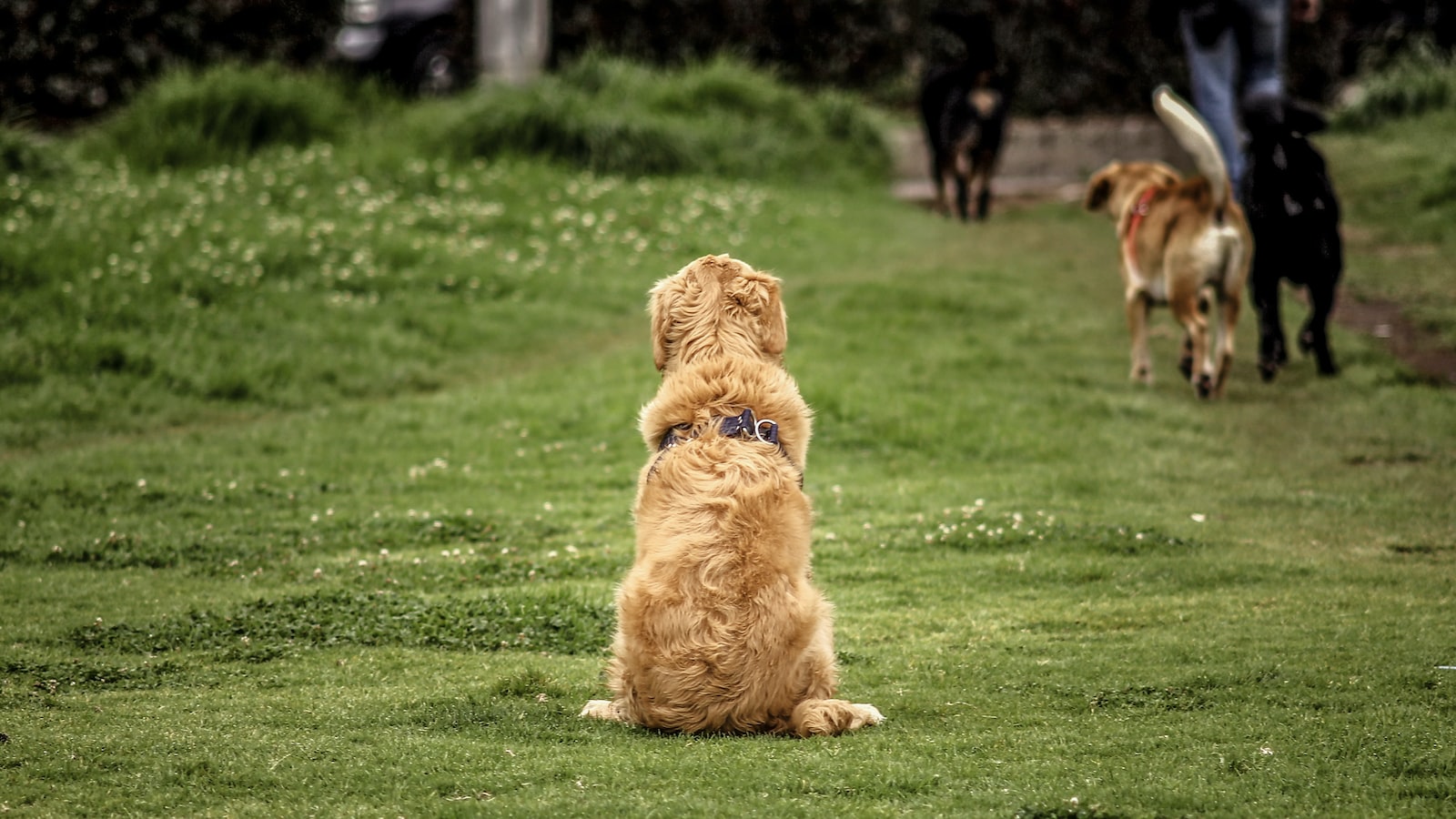 오늘의 개 뉴스(2023년 4월 15일)