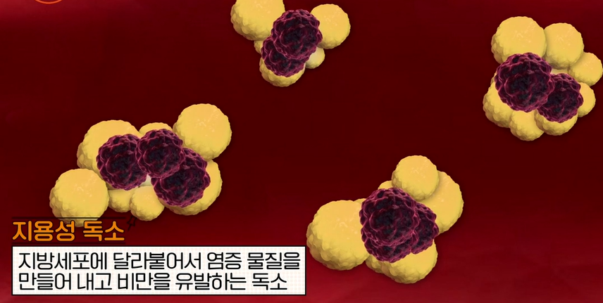 카무트 효소 효능