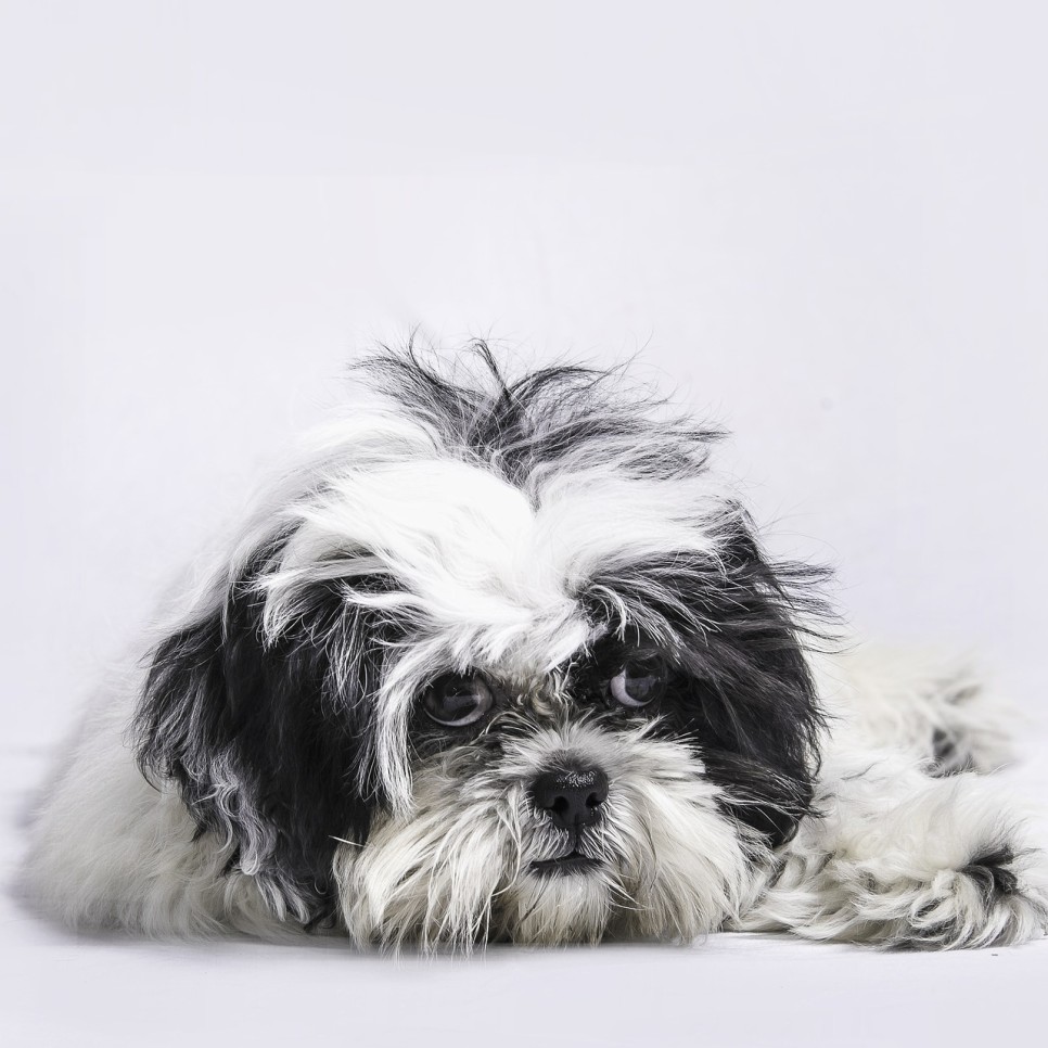 수술 후 마시티닙 항암치료 13살 노령견 강아지 위암 3