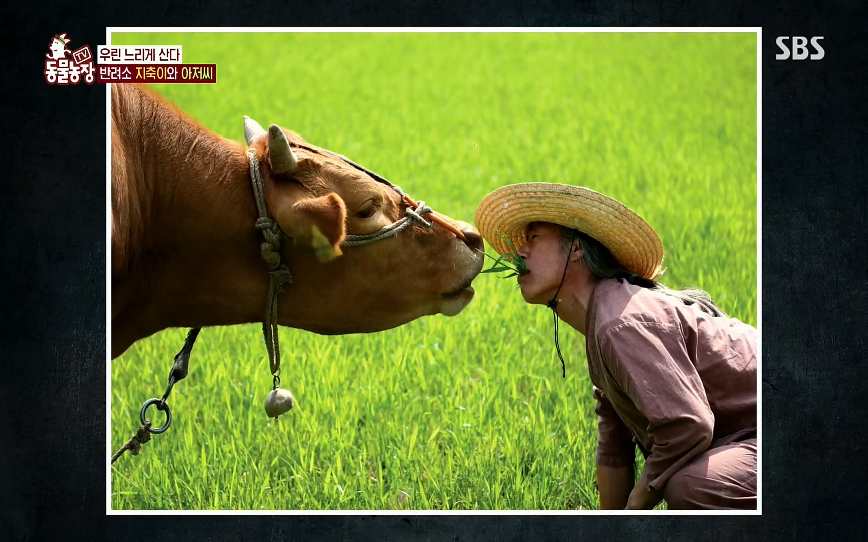 TV 동물농장.E1074.220619p.H264-F1RST.mp4_20220619_181516.059.jpg