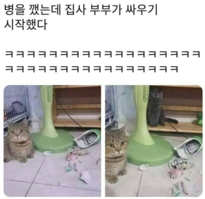  냥이가 불러온 나비효과.jpg