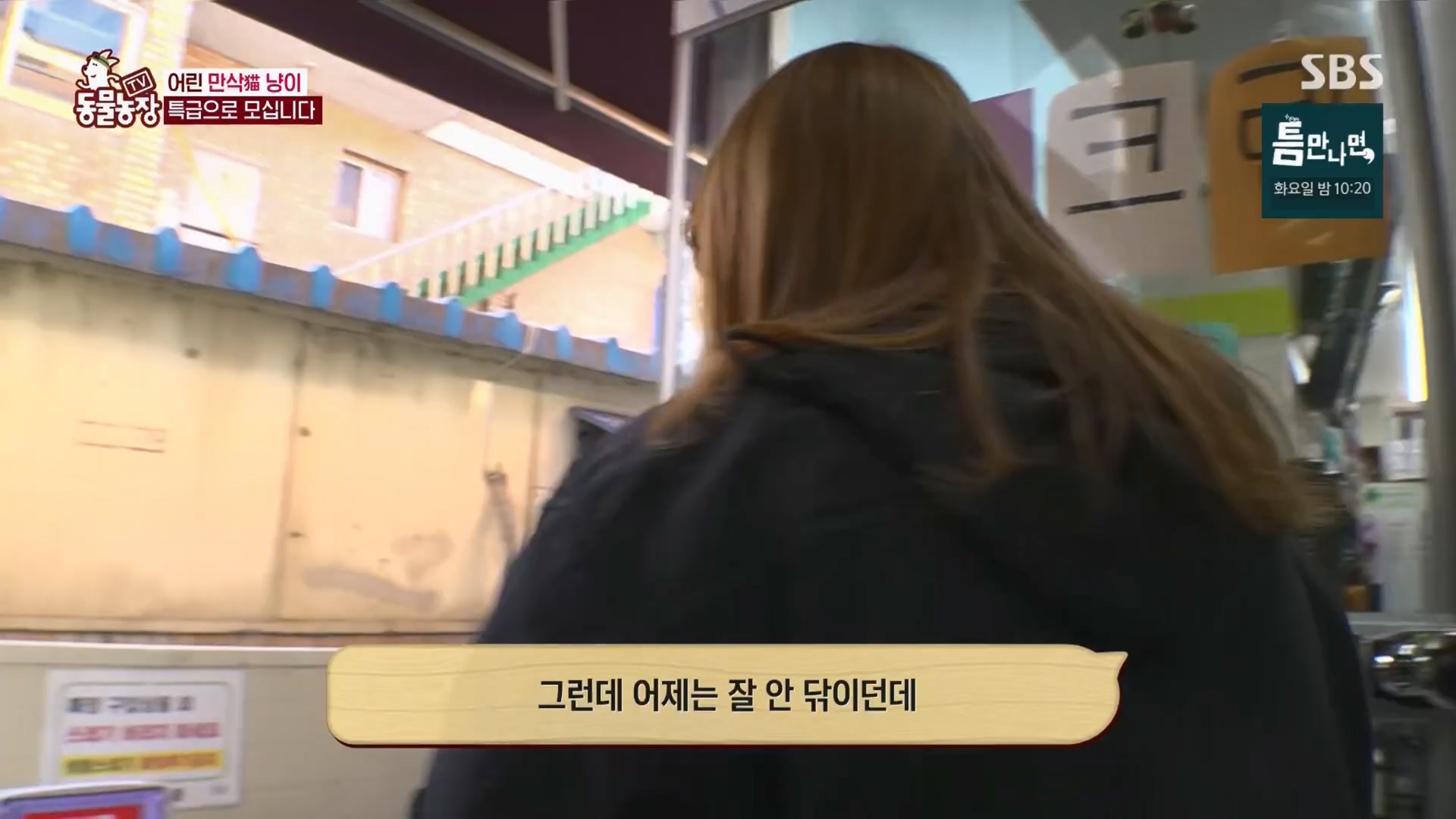 TV 동물농장.E1170.240505p.H264-F1RST.mp4_20240505_153808.608.jpg