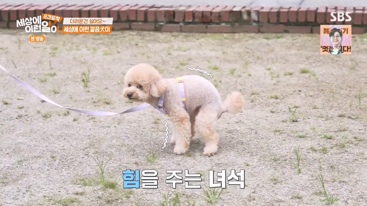 순간포착 세상에 이런일이.E1243.230827p-NEXT.mp4_20230827_173823.871.jpg