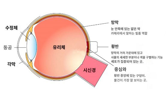 루테인 효능 - 황반색소밀도 유지