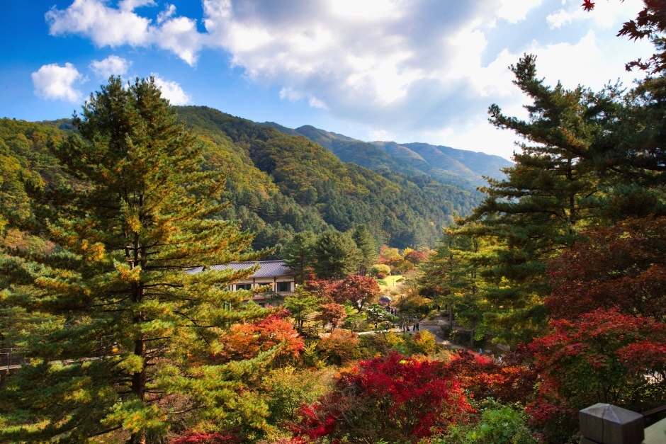 서울경기 단풍추천 명소 (+단풍 확인하기)
