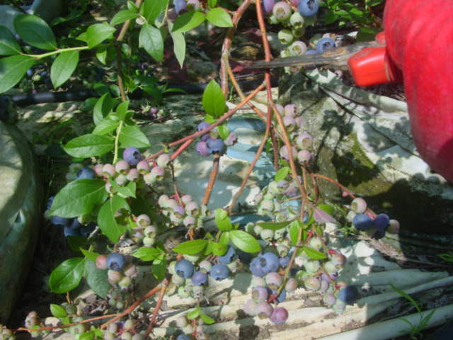 블루베리 열매 가지 잘라주기 솎아내는 방법