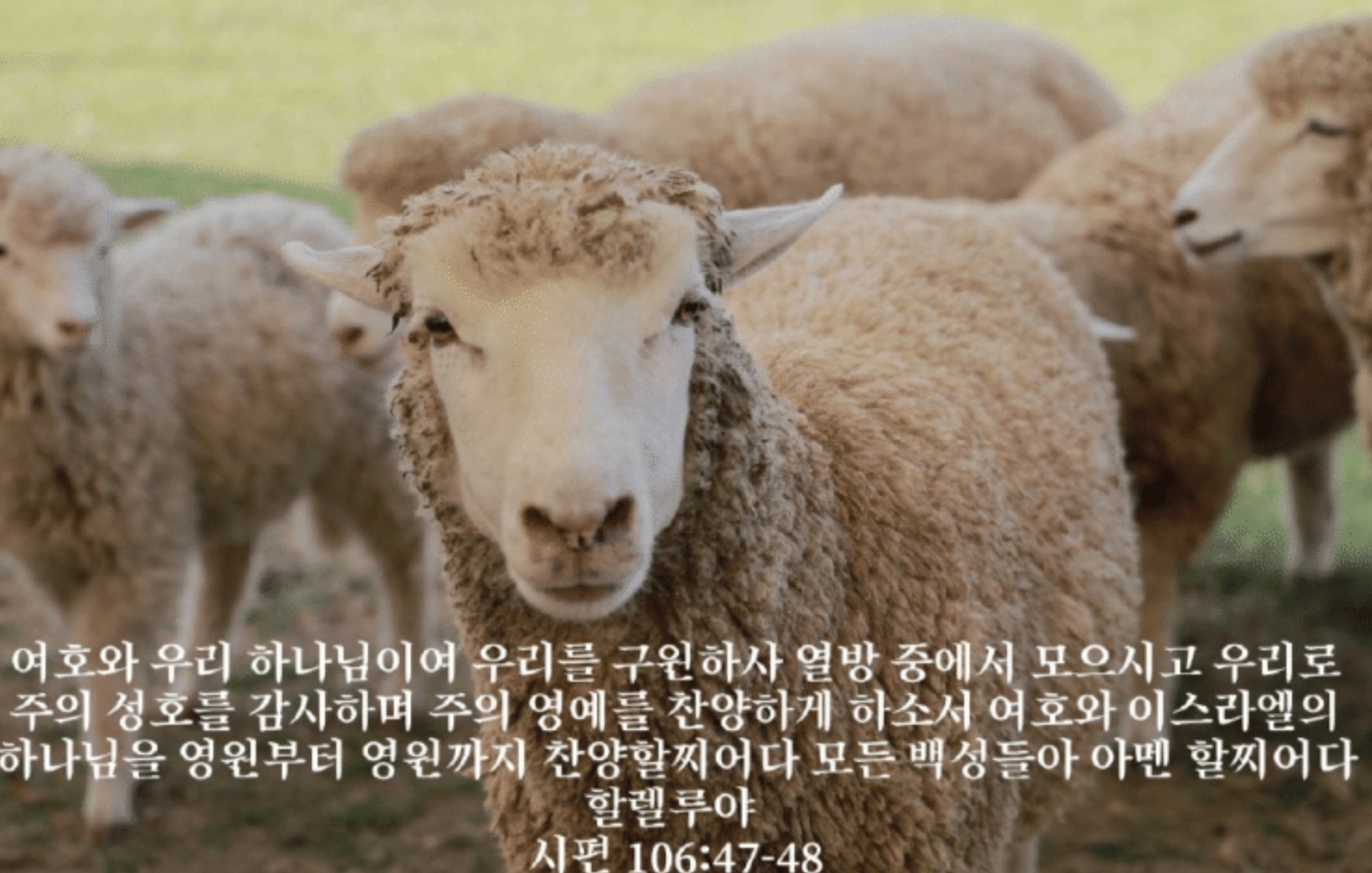 푸른초장 이미지