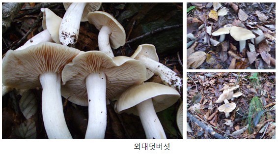 식용버섯 종류 사진과 이름,독버섯 종류 사진과 이름/구별법 식용버섯 종류 사진과 이름,독버섯 종류 사진과 이름/구별법