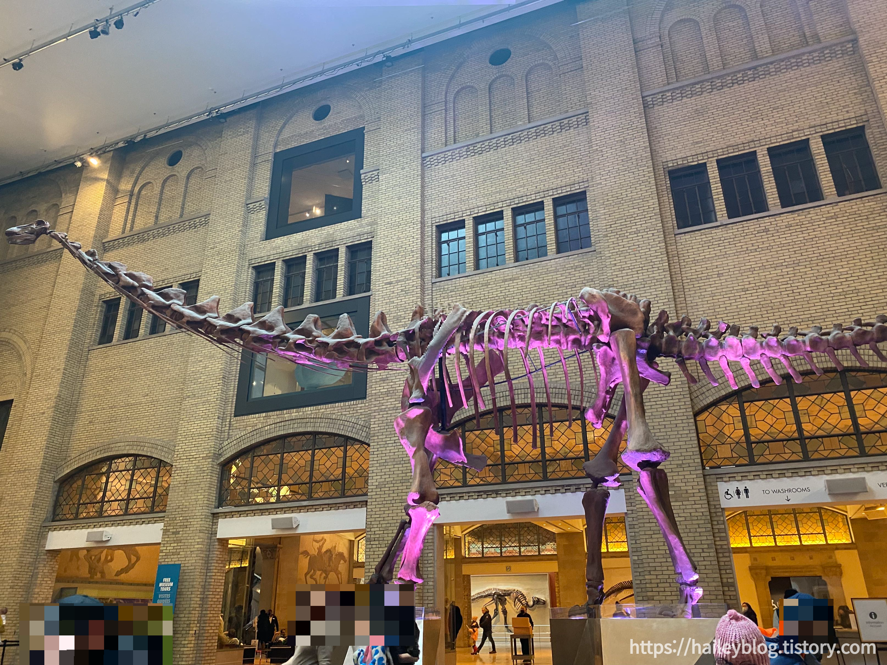 공룡 뼈 모형