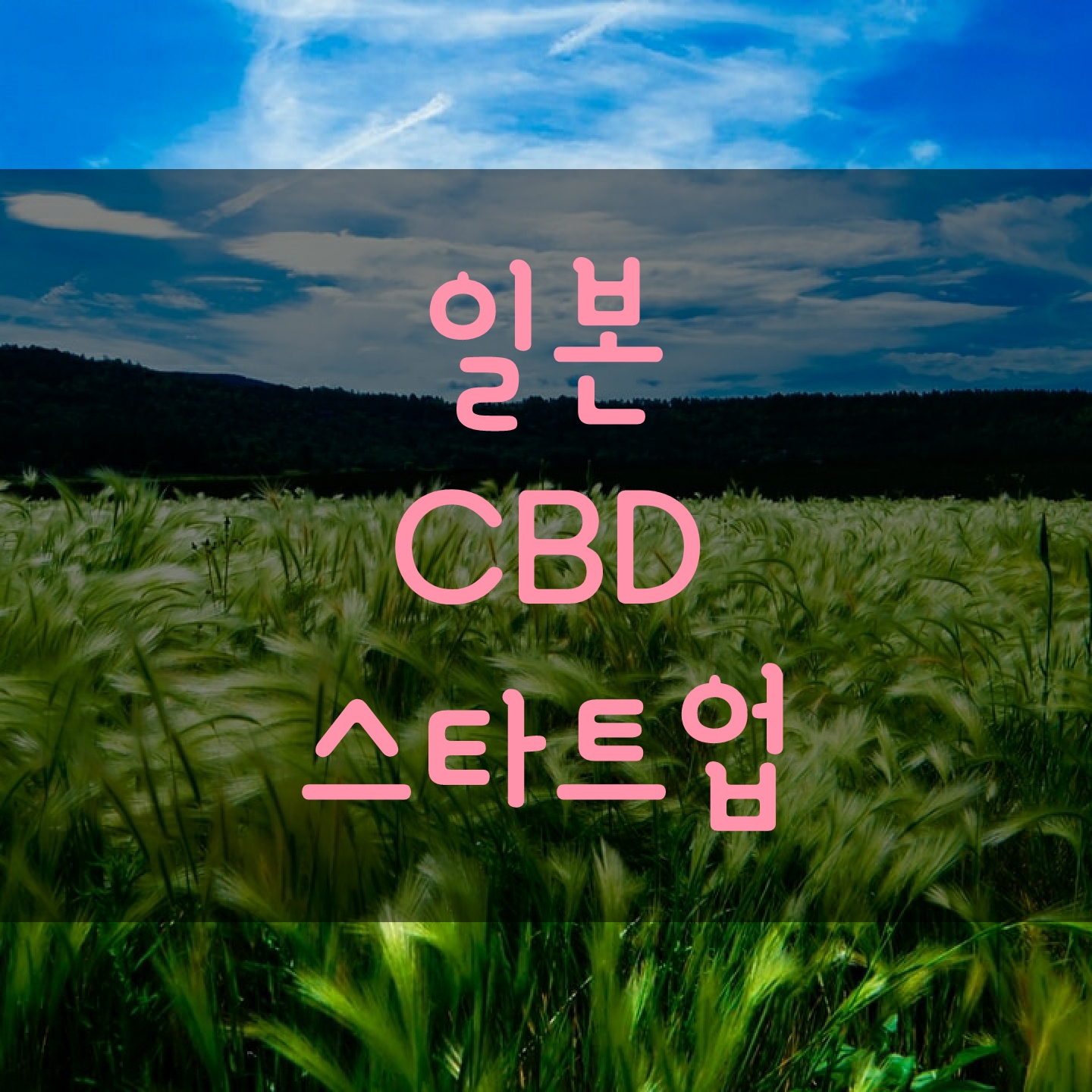  일본의 칸나비디올(CBD) 스타트업 [CBD100]