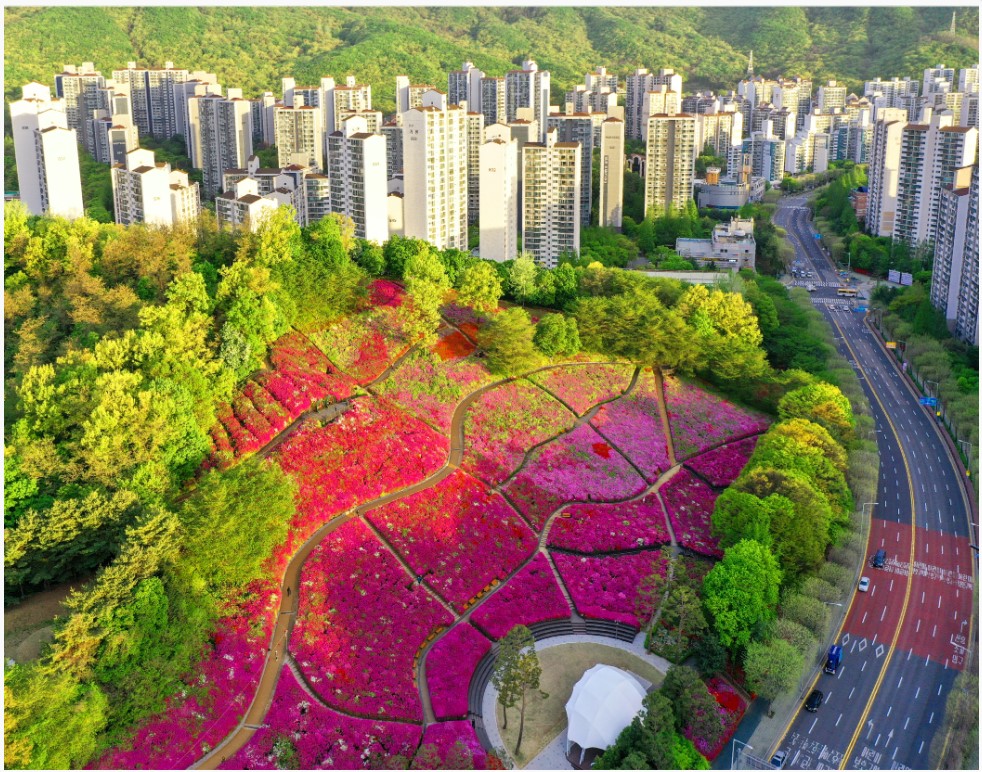 군포철쭉 이미지