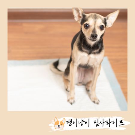 2개월-강아지-배변-훈련