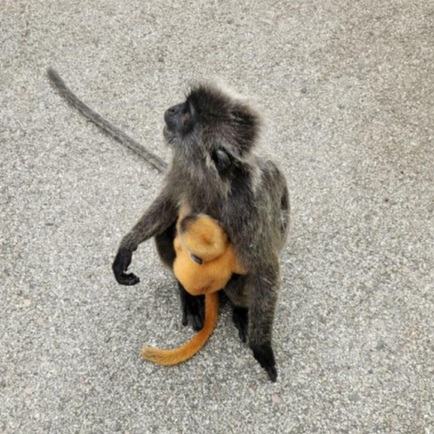 쿠알라룸푸르여행_투어말레이시아_반딧불투어_몽키힐_황금원숭이