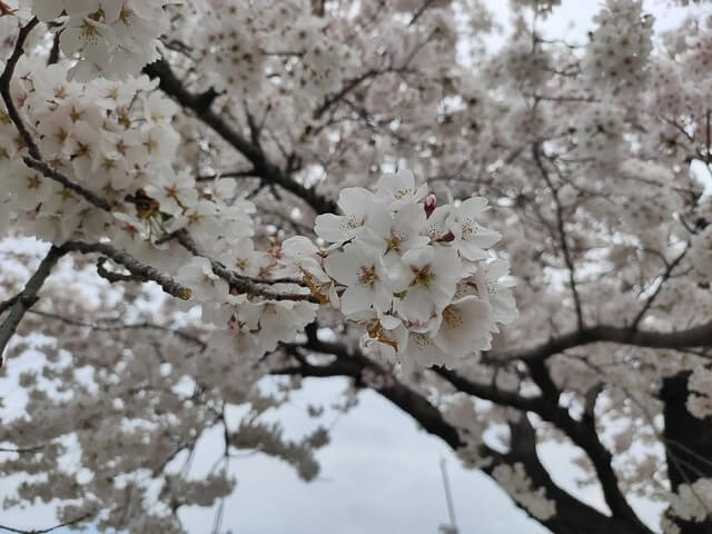 봄꽃-벚꽃-명소-축제