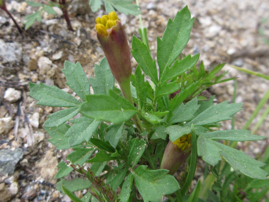 만수국 떡잎 Tagetes patula