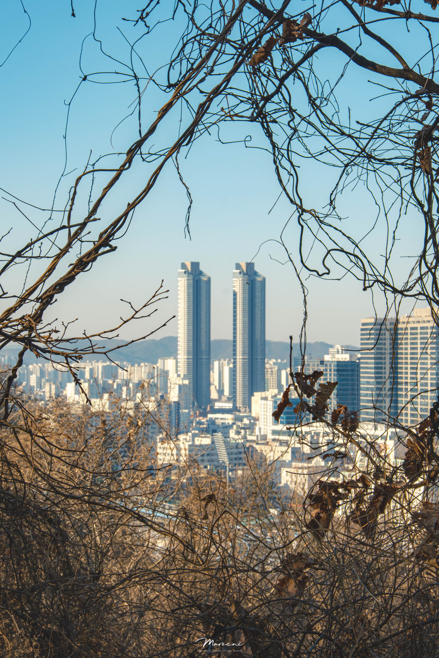 전망의숲