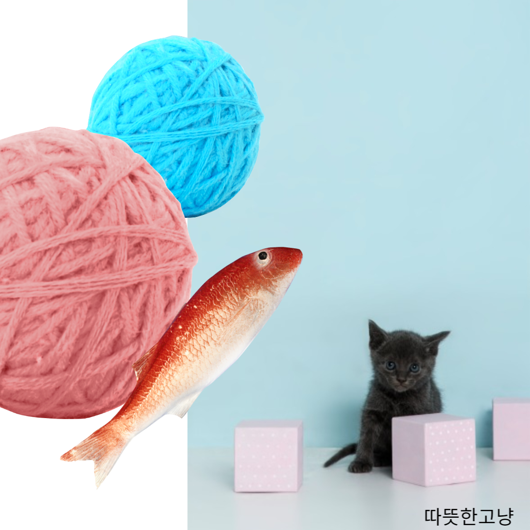 뱅갈고양이