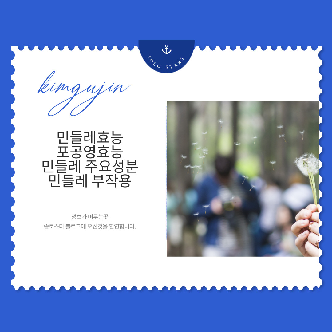 민들레 사진