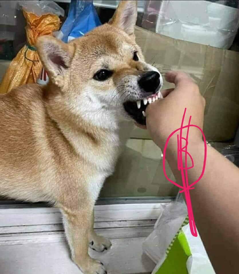  도지(DOGE) 코인 전망 및 분석