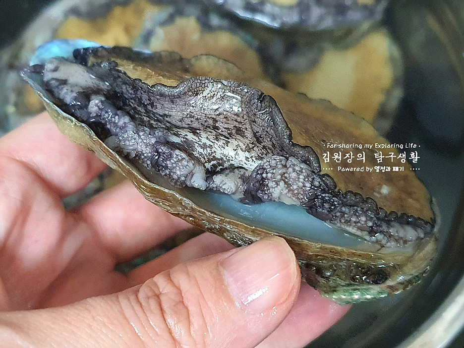 손질 하는법 활전복 보관 방법 전복회 손질 전복 내장 22