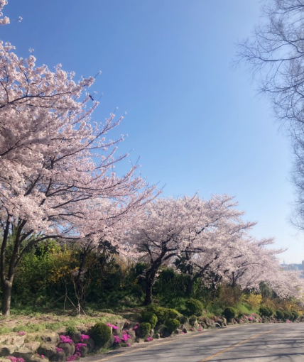 전남 벚꽃 명소