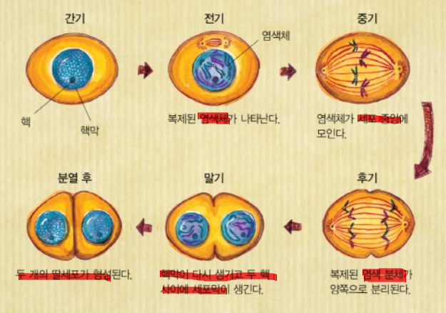 체세포 분열과정